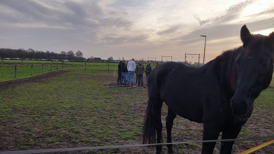 Coaching met behulp van paarden